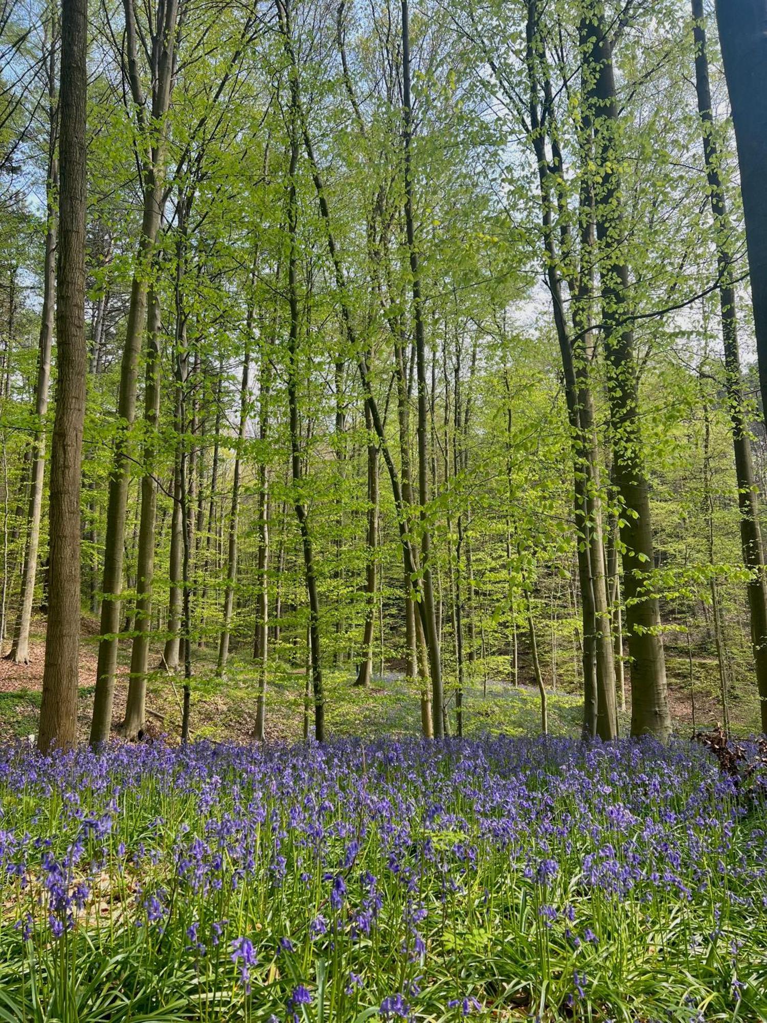 Bed and Breakfast Bois De Hal Braine-lʼAlleud Zewnętrze zdjęcie